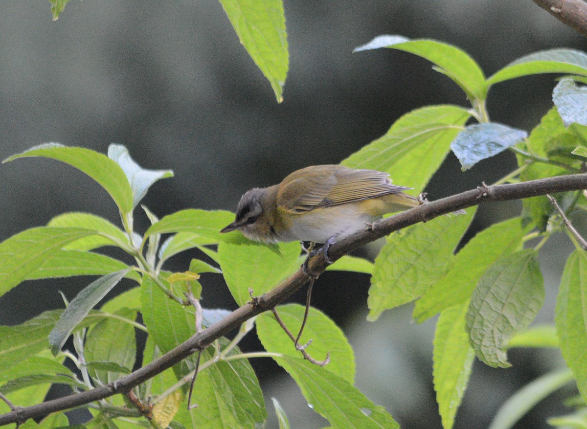 Chivi Vireo - ML643439696