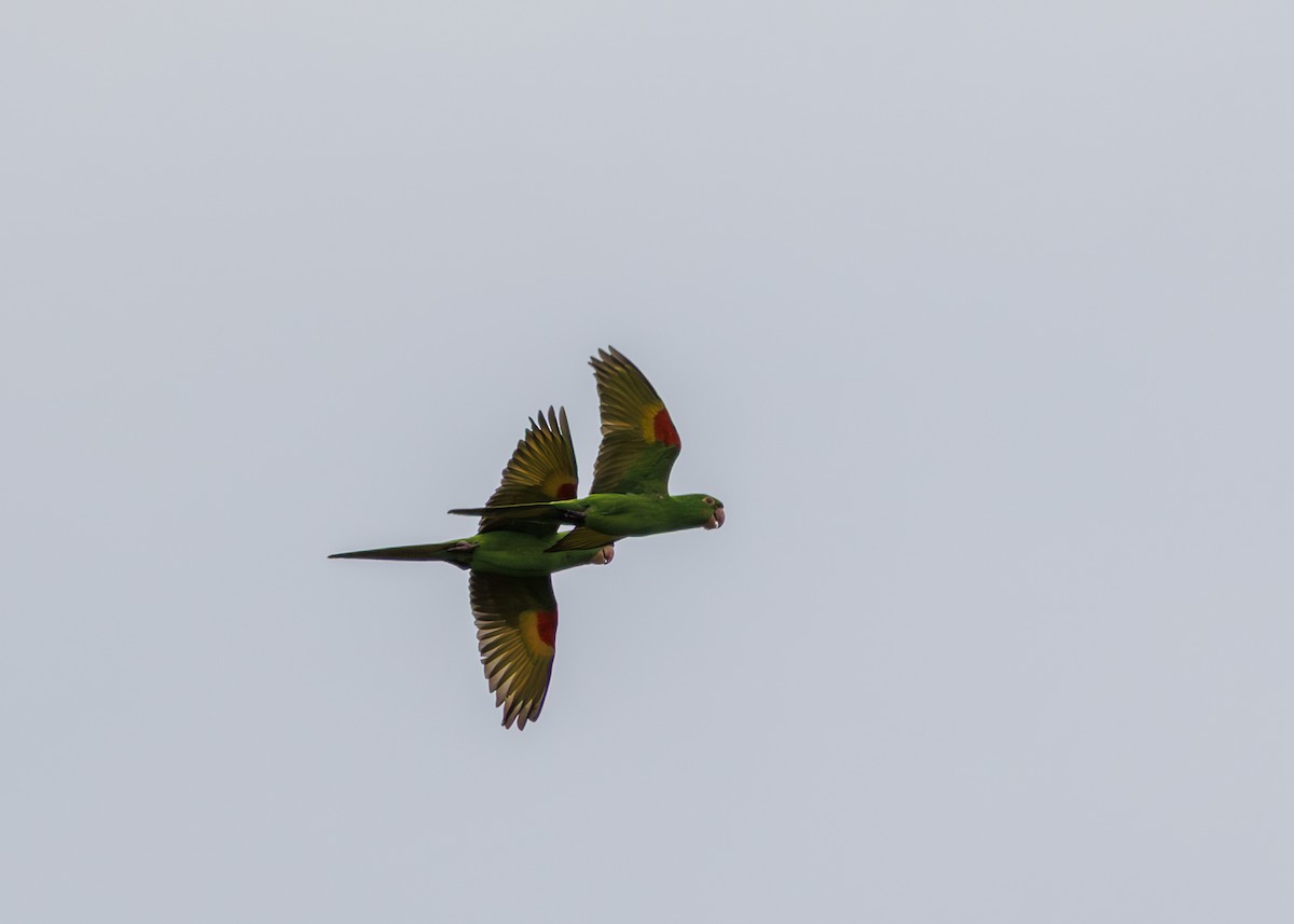 White-eyed Parakeet - ML643439697