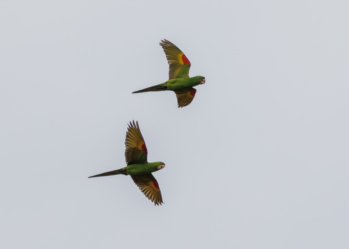 White-eyed Parakeet - ML643439699