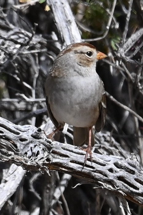 White-crowned Sparrow - ML643439702