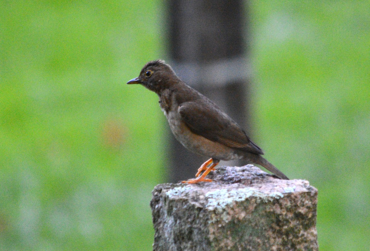Yellow-legged Thrush - ML643439703