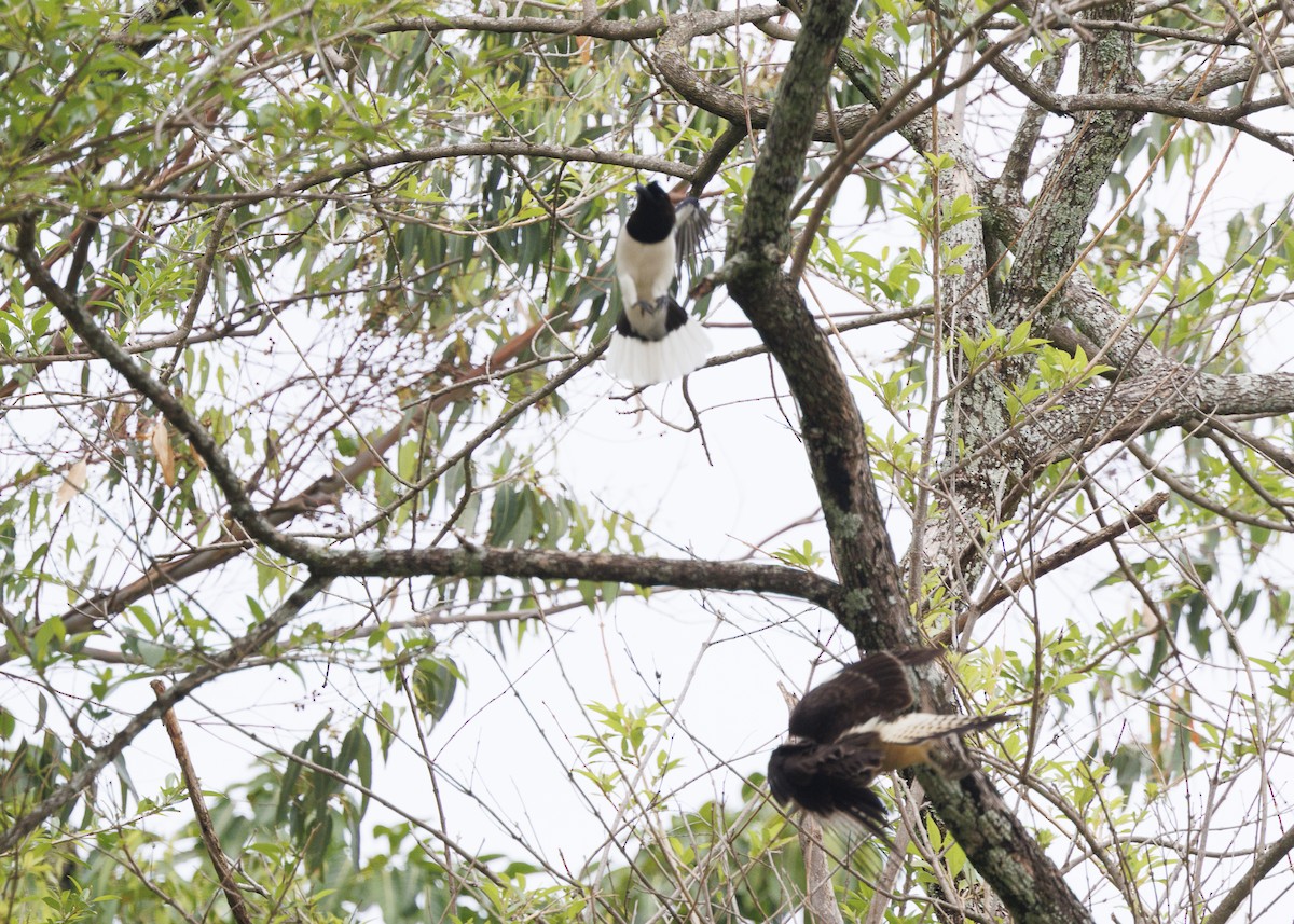 Curl-crested Jay - ML643439706