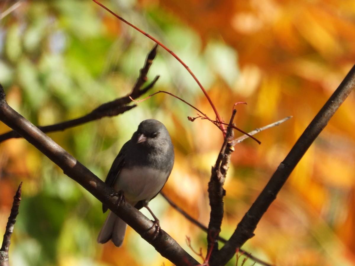 Dark-eyed Junco - ML643439710