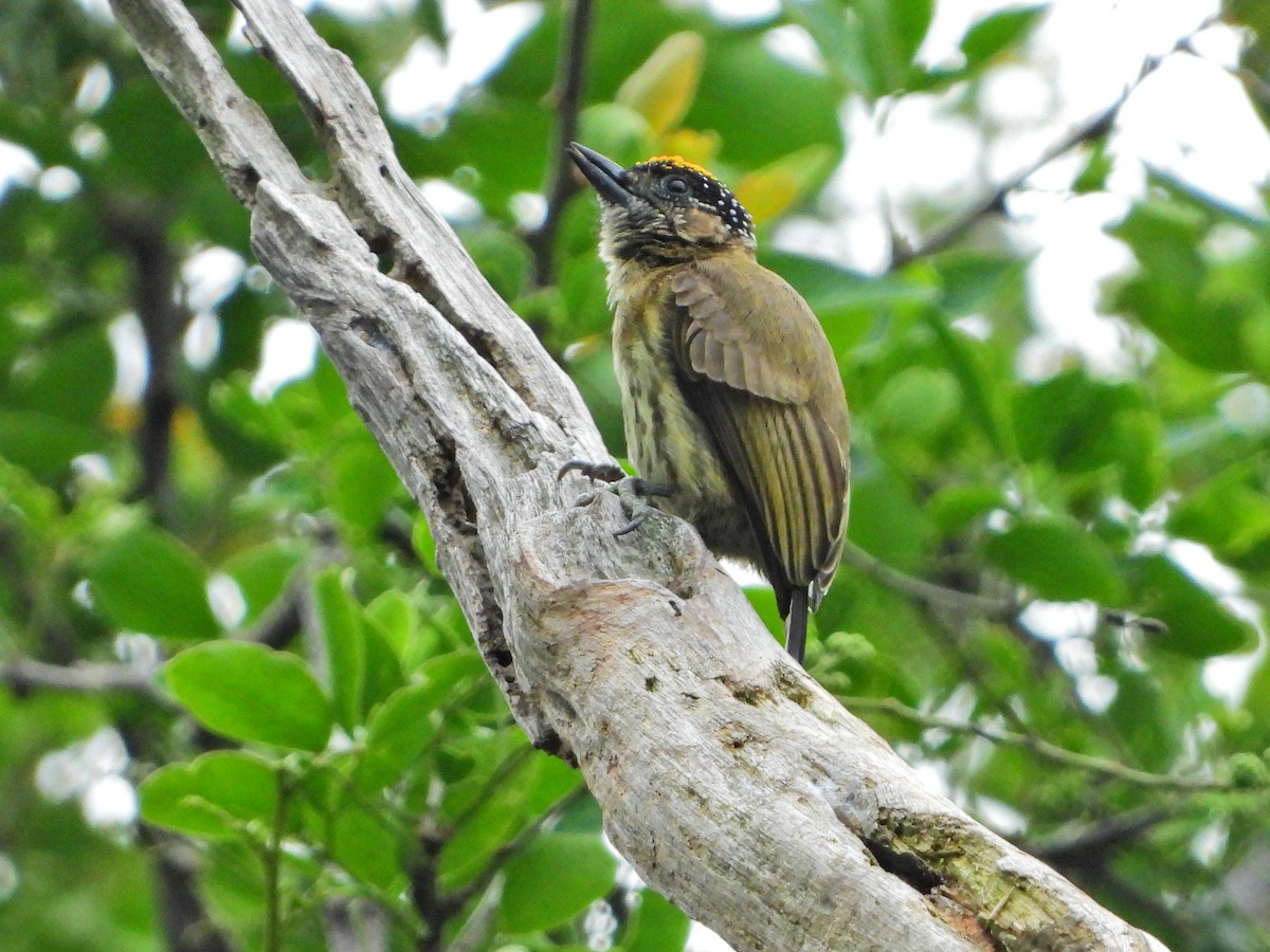 Olivaceous Piculet - ML643439721