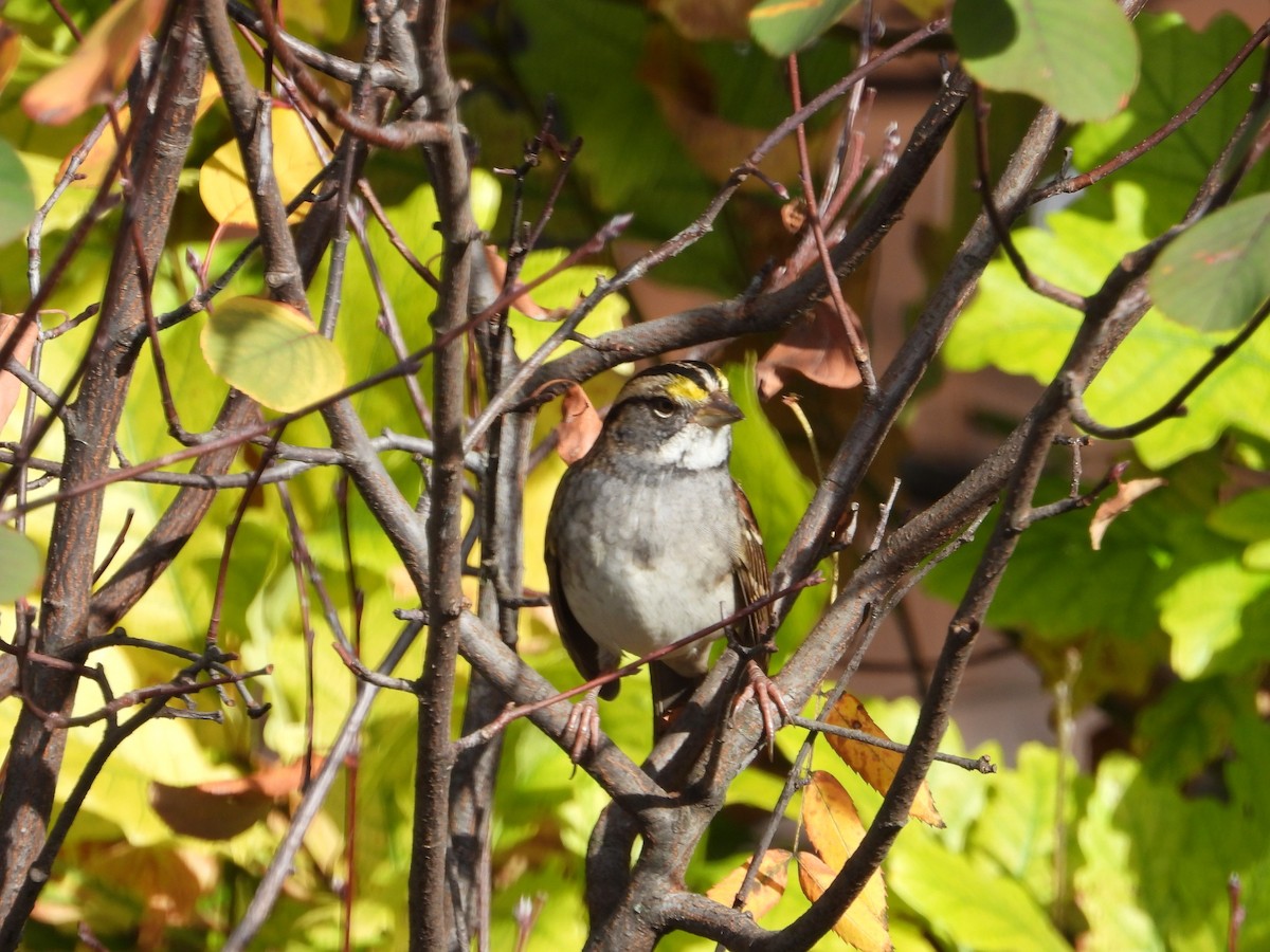 White-throated Sparrow - ML643439736