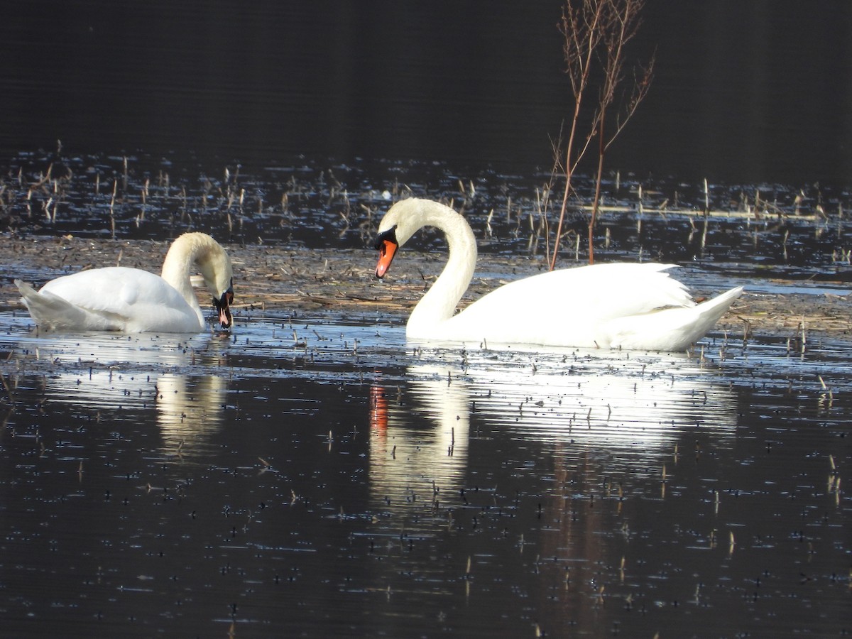 Mute Swan - ML643439737