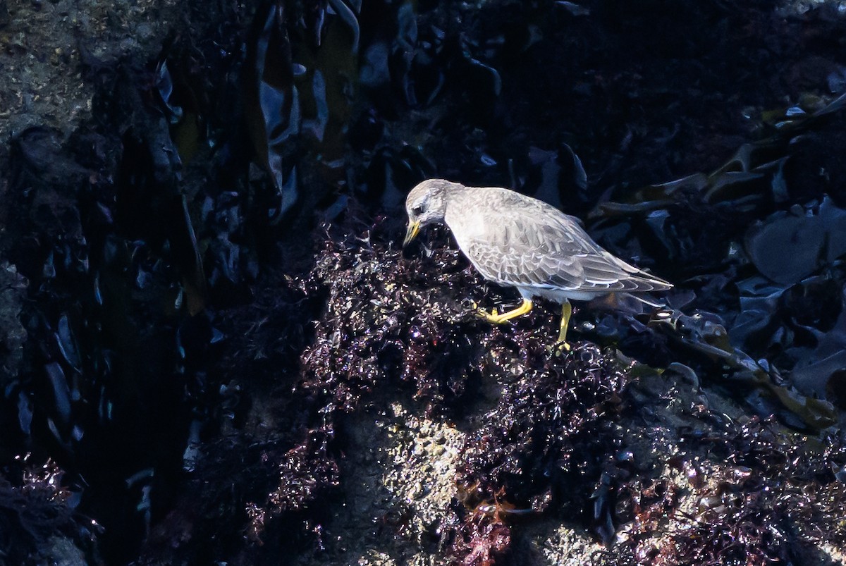 Surfbird - ML643439738