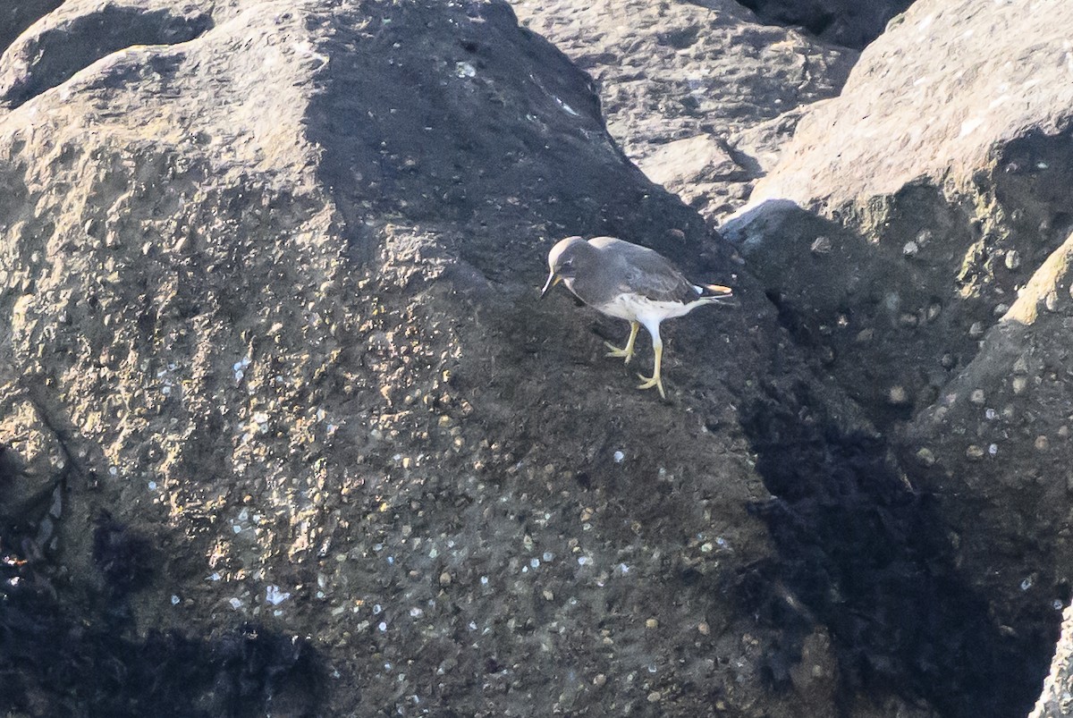 Surfbird - ML643439739