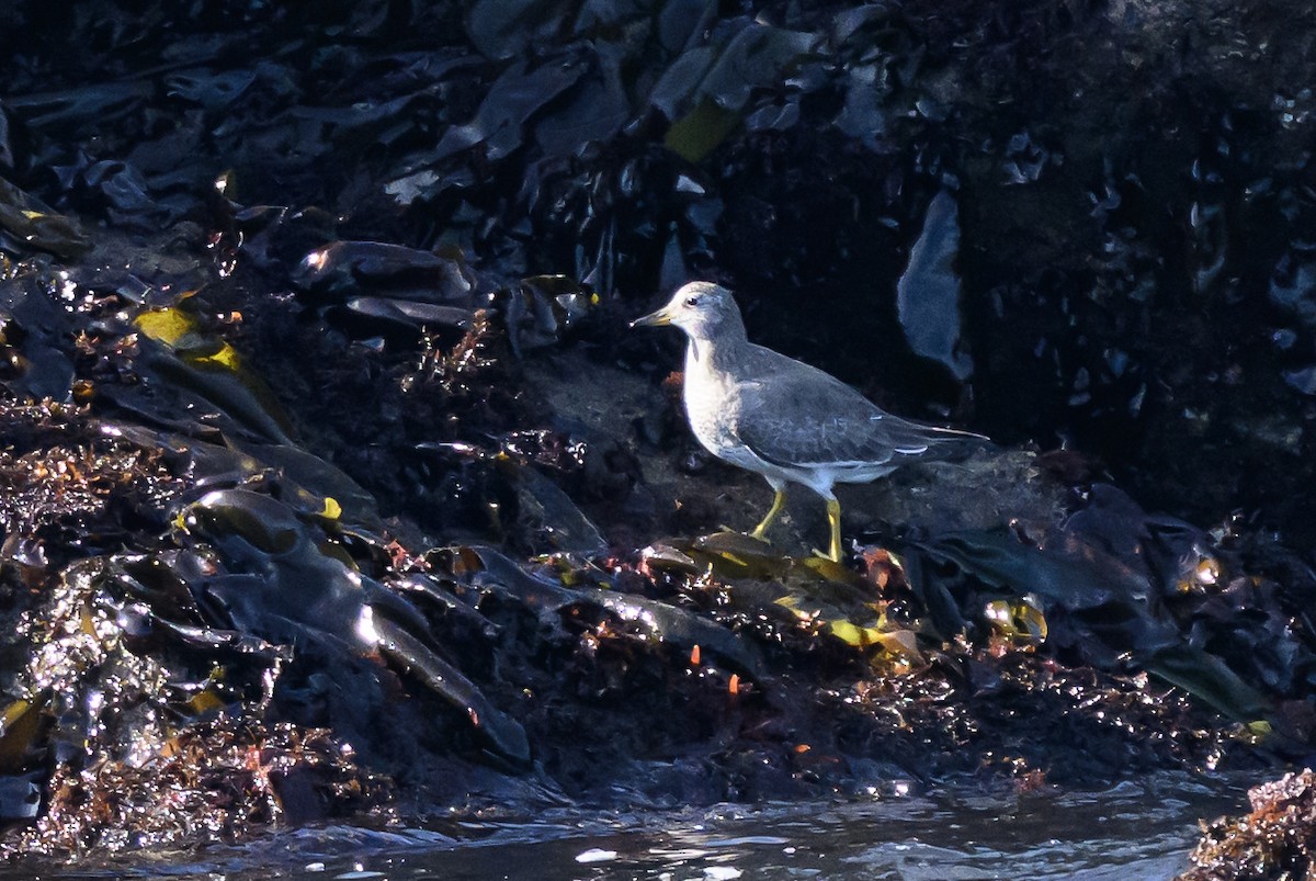 Surfbird - ML643439740