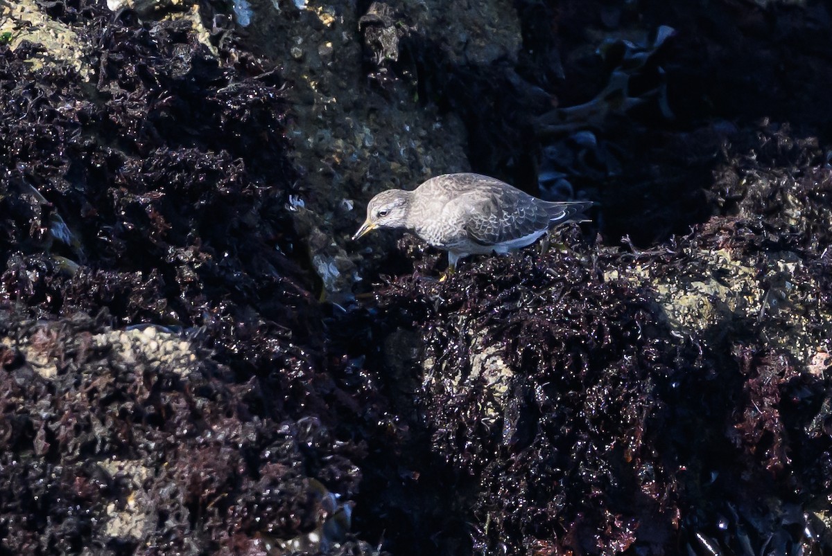 Surfbird - ML643439743