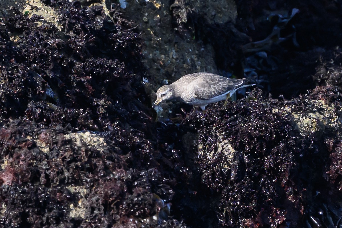 Surfbird - ML643439744