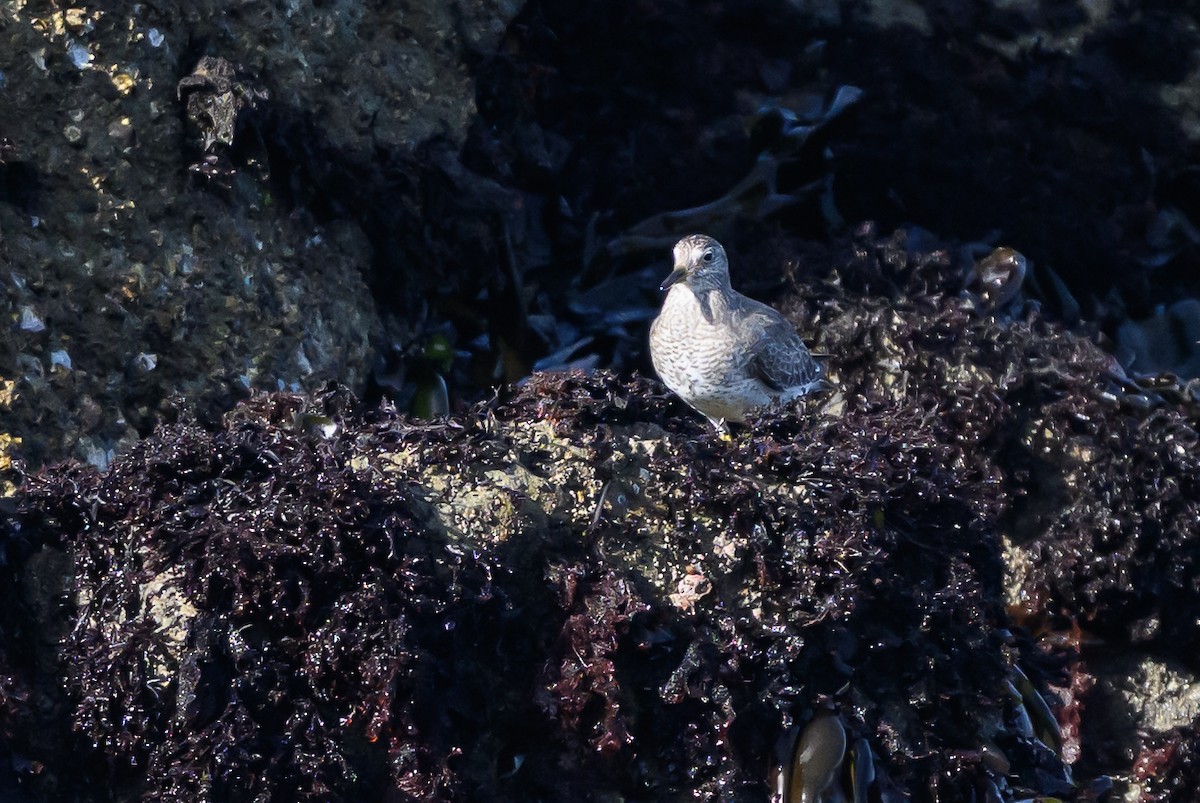 Surfbird - ML643439745