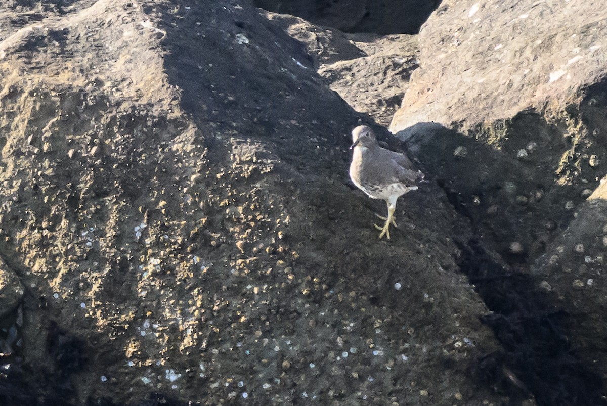 Surfbird - ML643439746