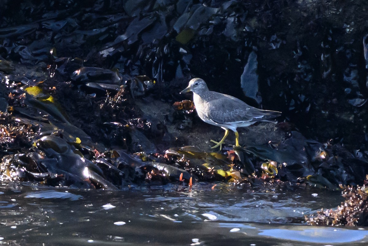 Surfbird - ML643439747