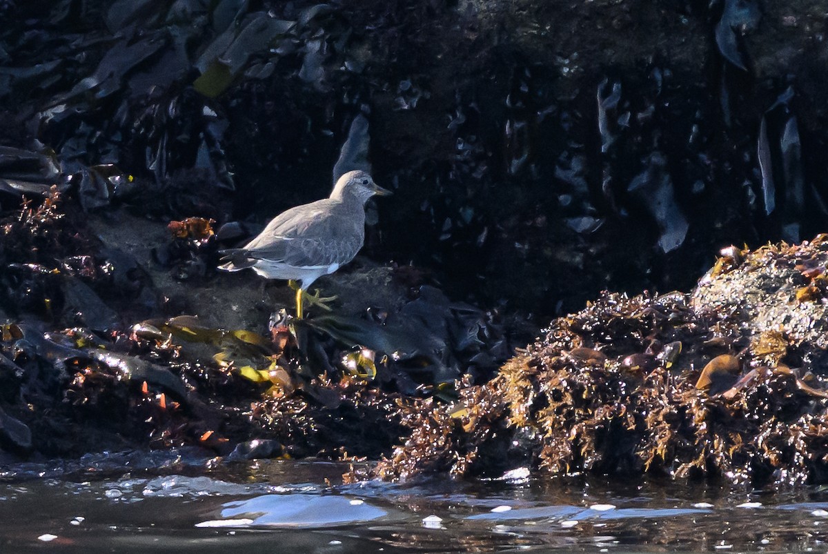 Surfbird - ML643439748