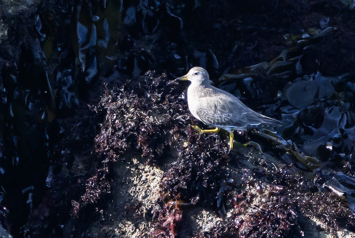 Surfbird - ML643439749