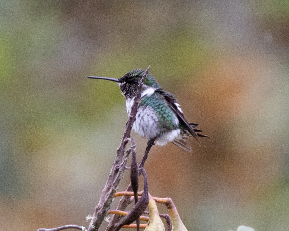 Colibri de Mulsant - ML643439759