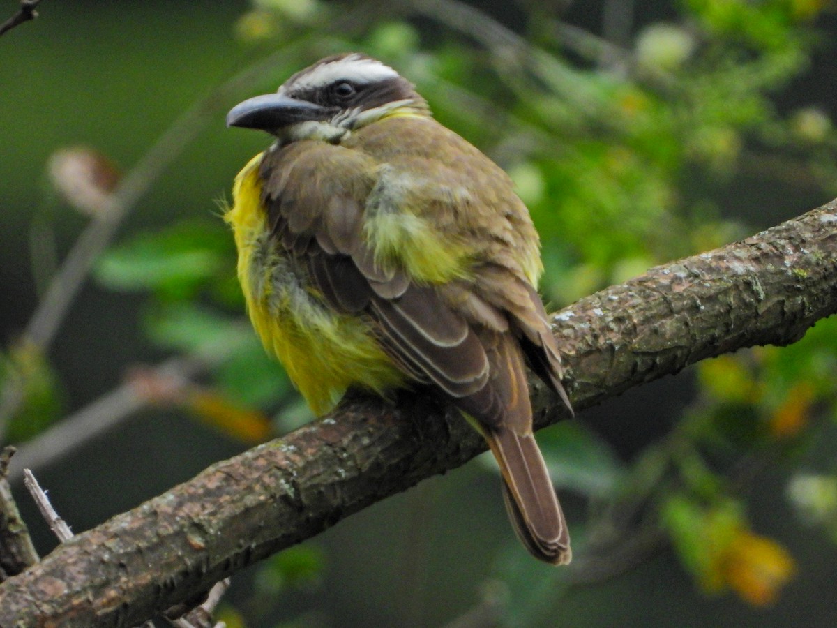 Boat-billed Flycatcher - ML643439770