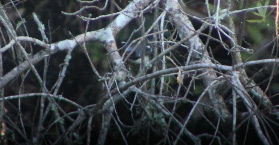 Black-throated Blue Warbler - ML643439781