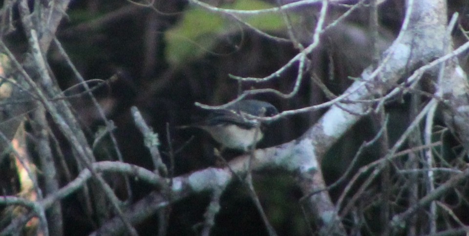 Black-throated Blue Warbler - ML643439782