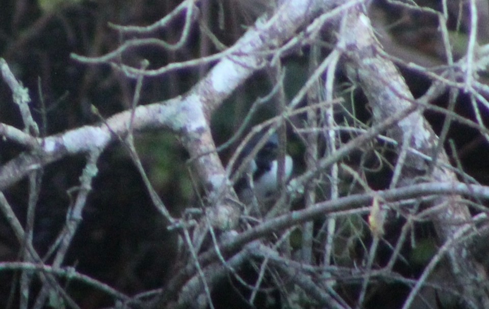 Black-throated Blue Warbler - ML643439783