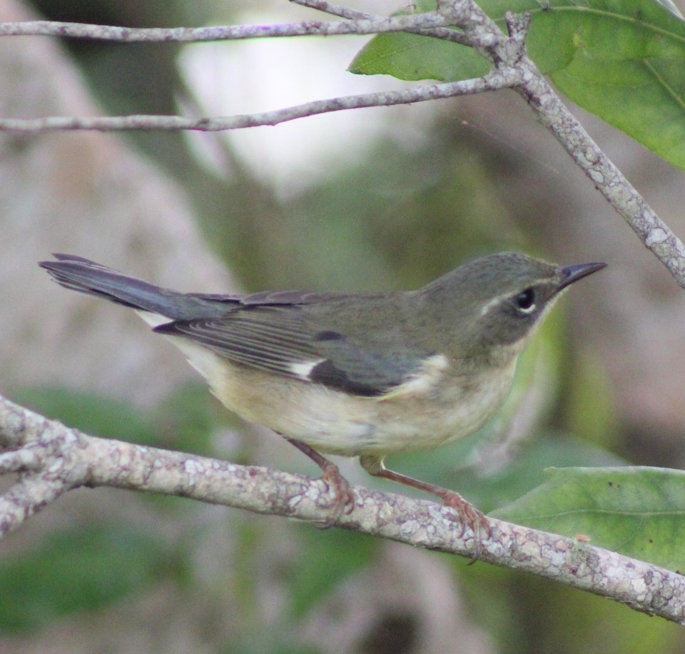 Black-throated Blue Warbler - ML643439784