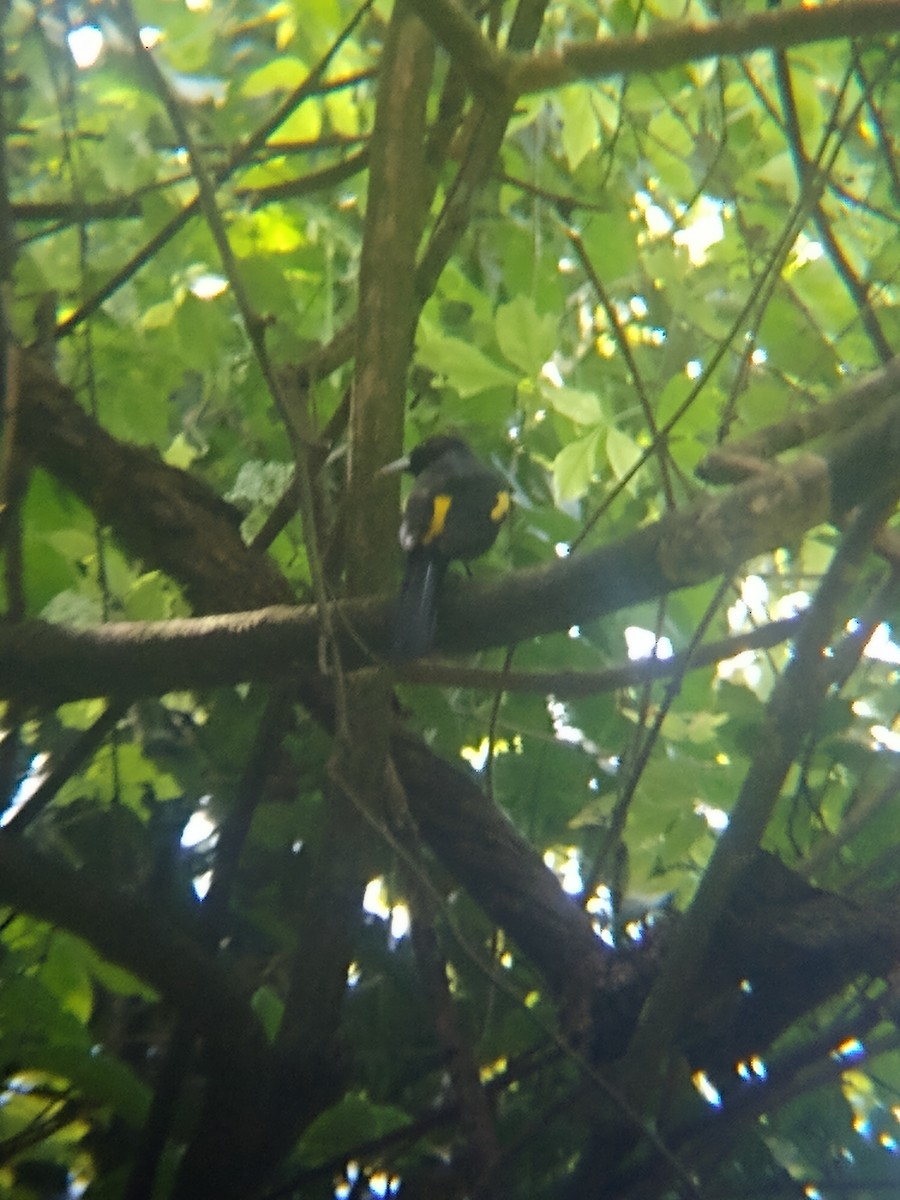 Golden-winged Cacique - ML643439793