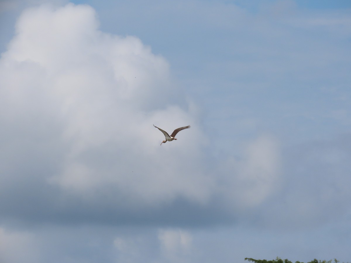 Ibis blanc - ML643439819