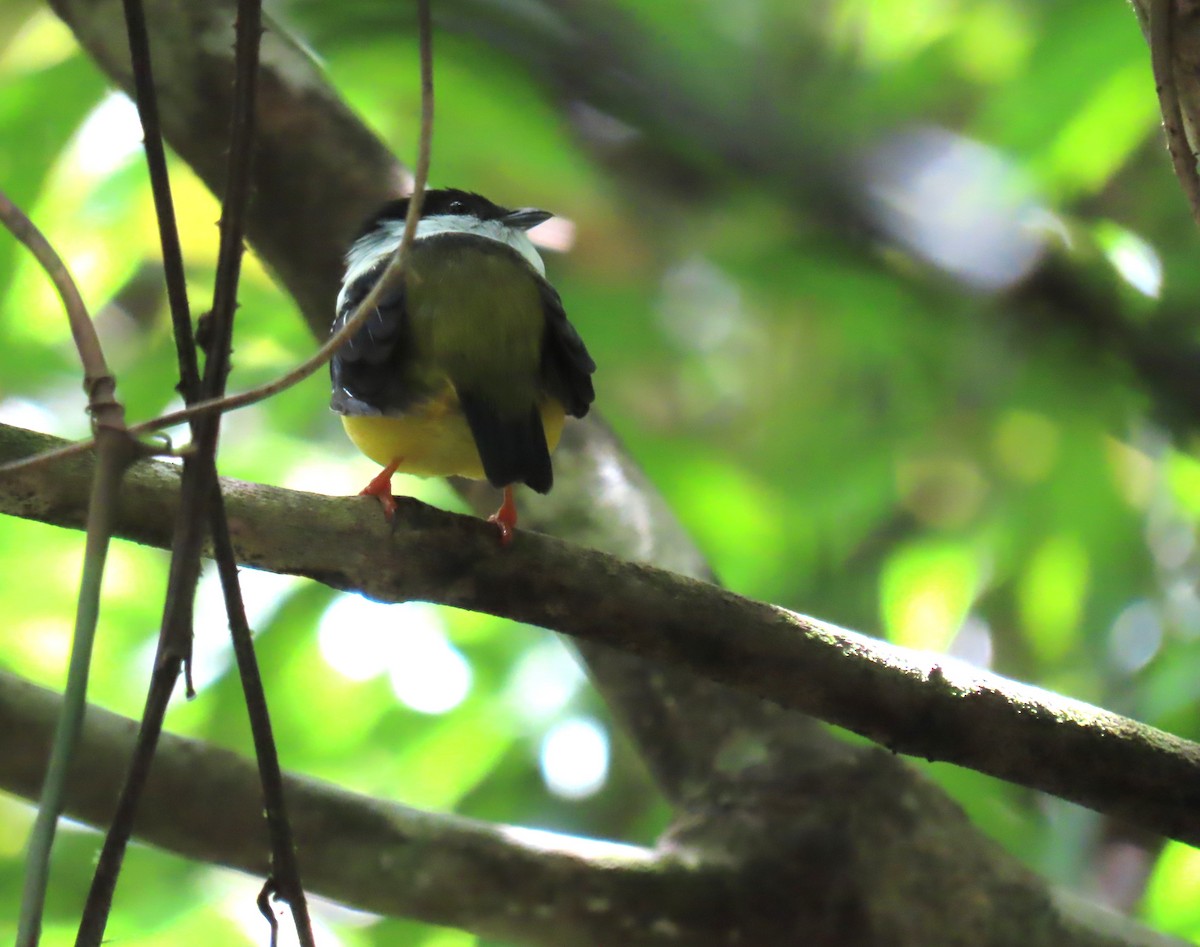 White-collared Manakin - ML643439828