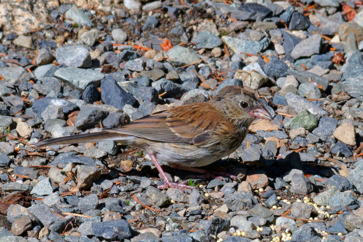 Bruant à couronne blanche - ML643439833