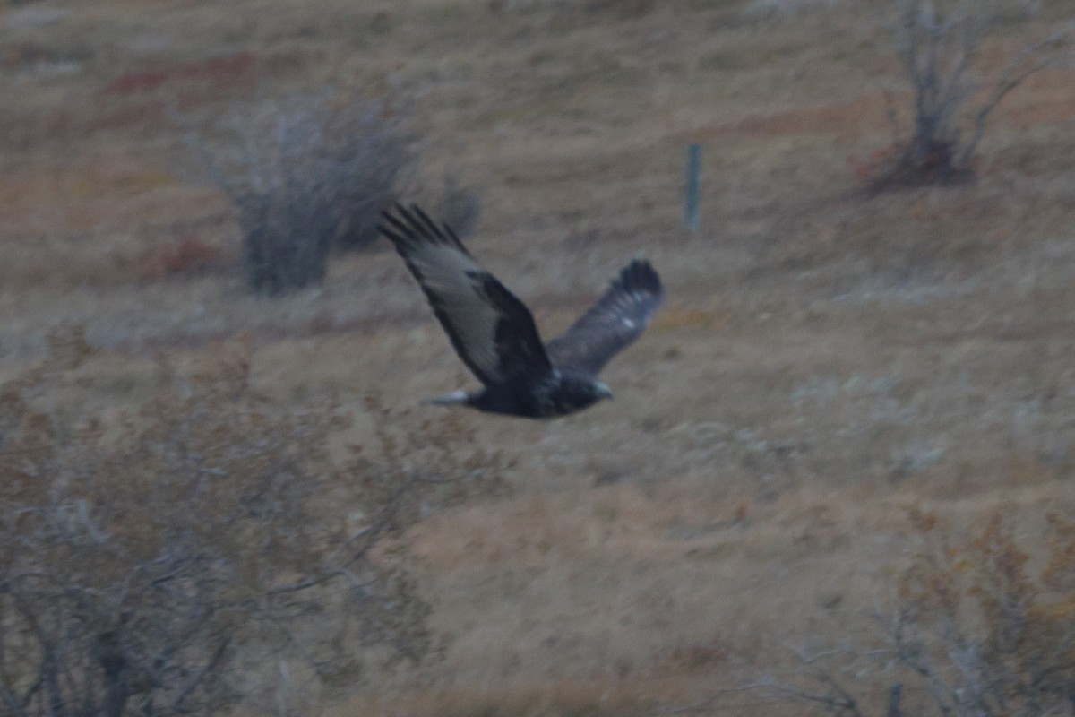 Red-tailed Hawk (Harlan's) - ML643439868