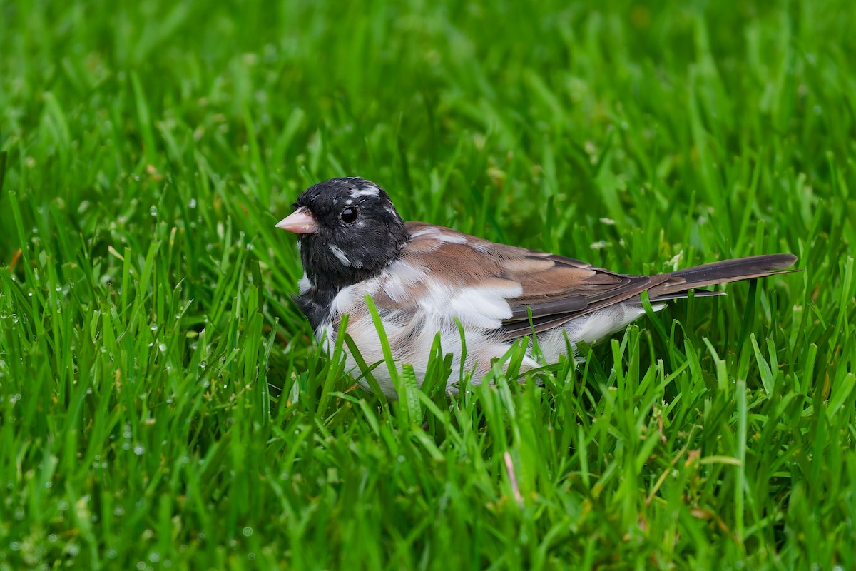 Junco ardoisé (groupe oreganus) - ML643439872