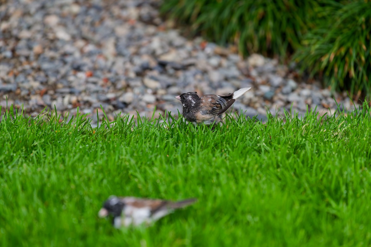 Junco ardoisé (groupe oreganus) - ML643439874