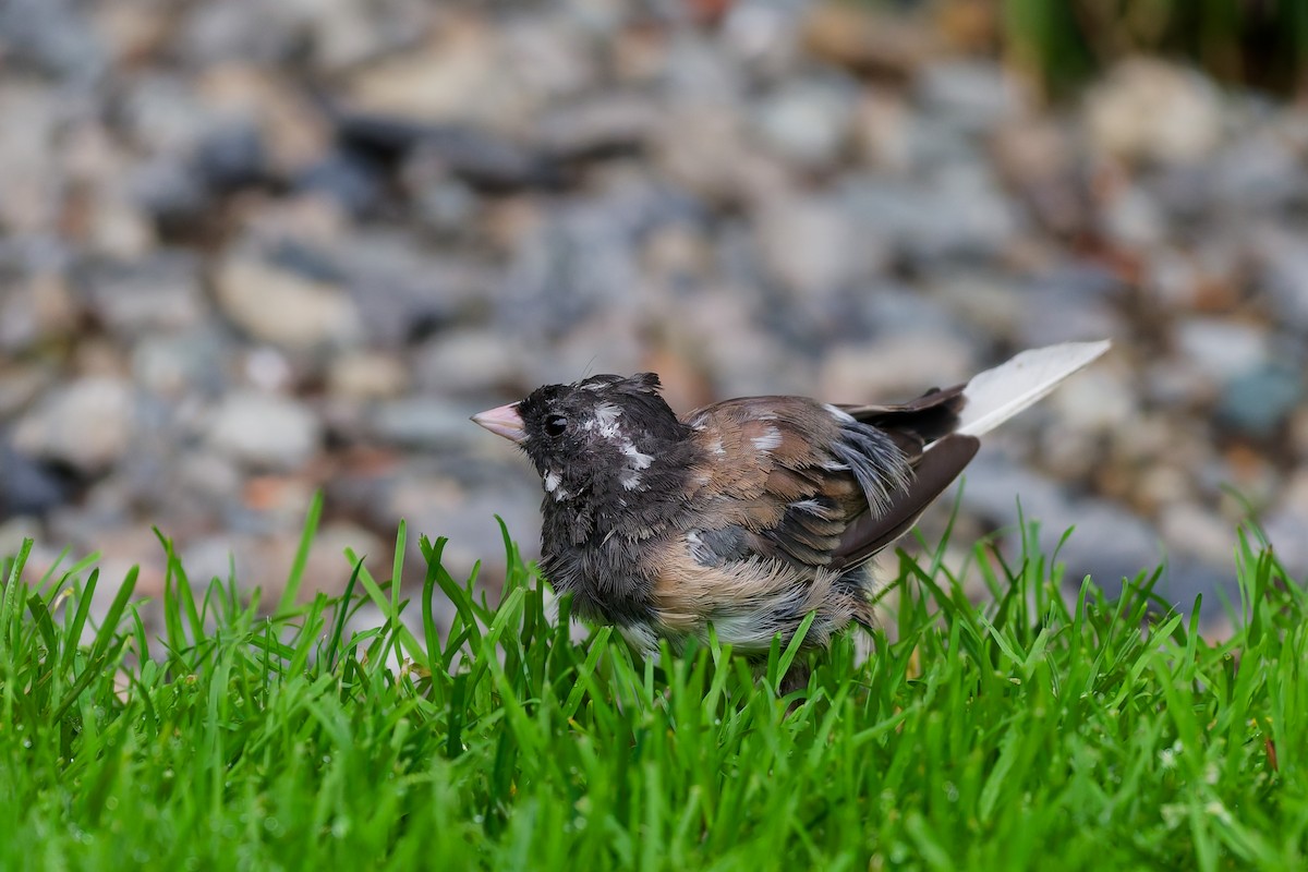 Junco ardoisé (groupe oreganus) - ML643439887