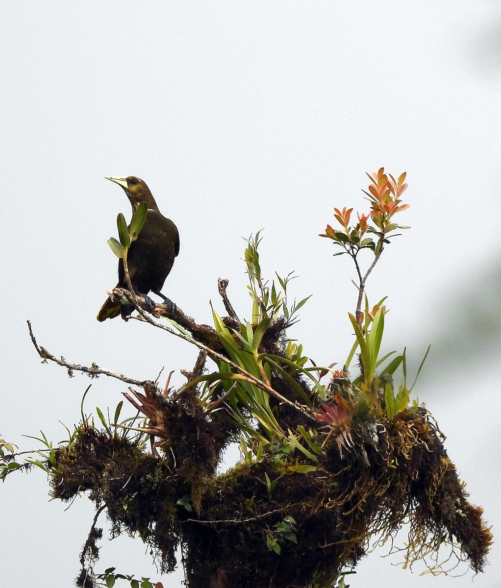 Crested Oropendola - ML643439889