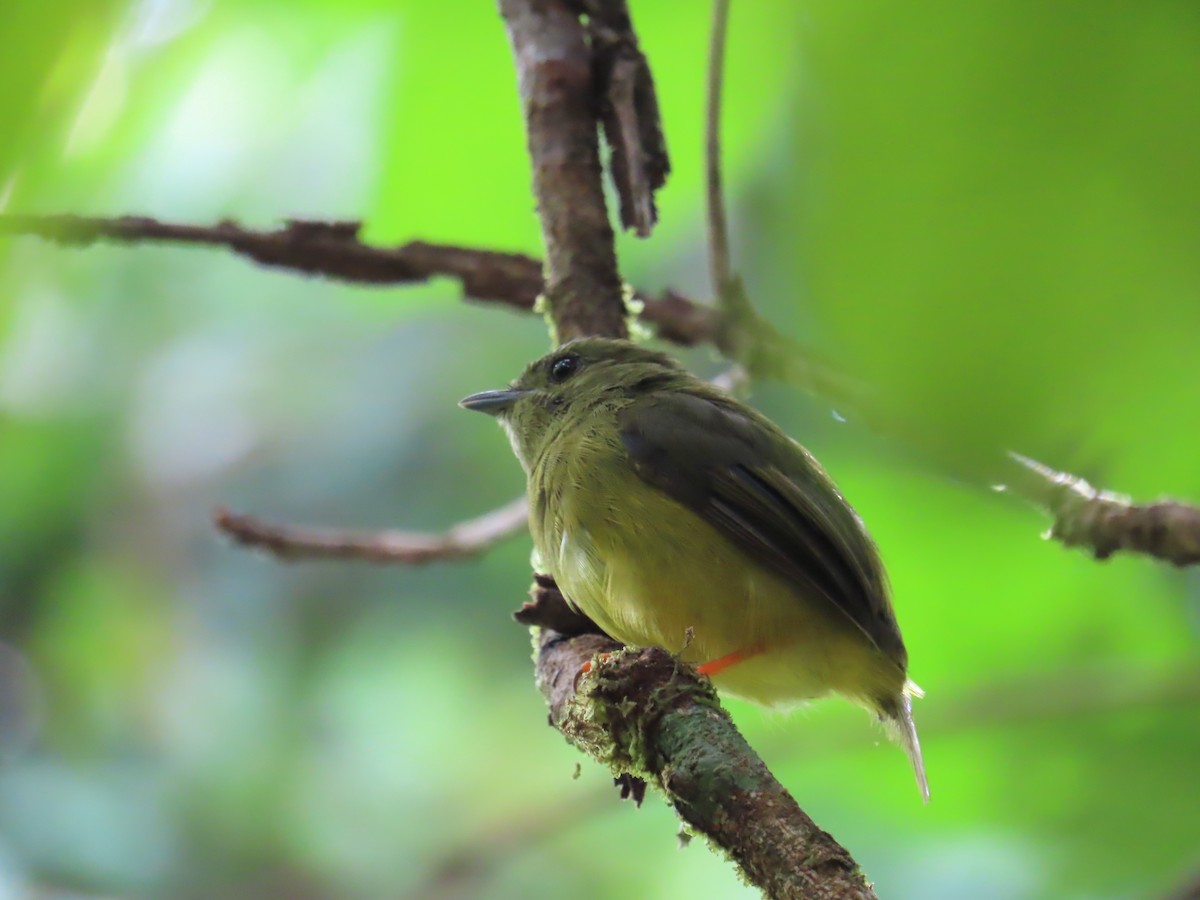 White-collared Manakin - ML643439890