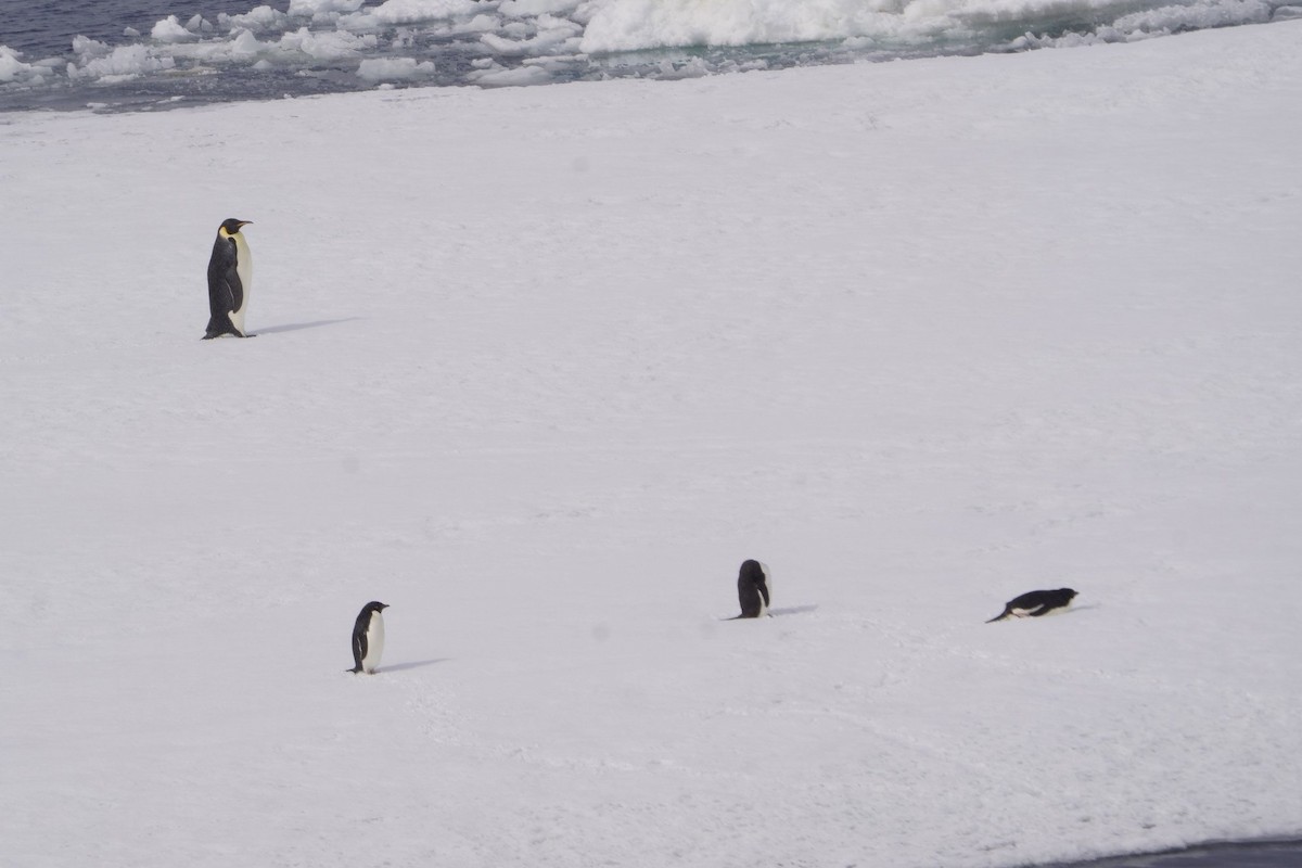 Adelie Penguin - ML643439895