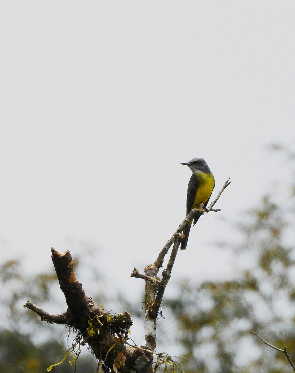 Tropical Kingbird - ML643439896