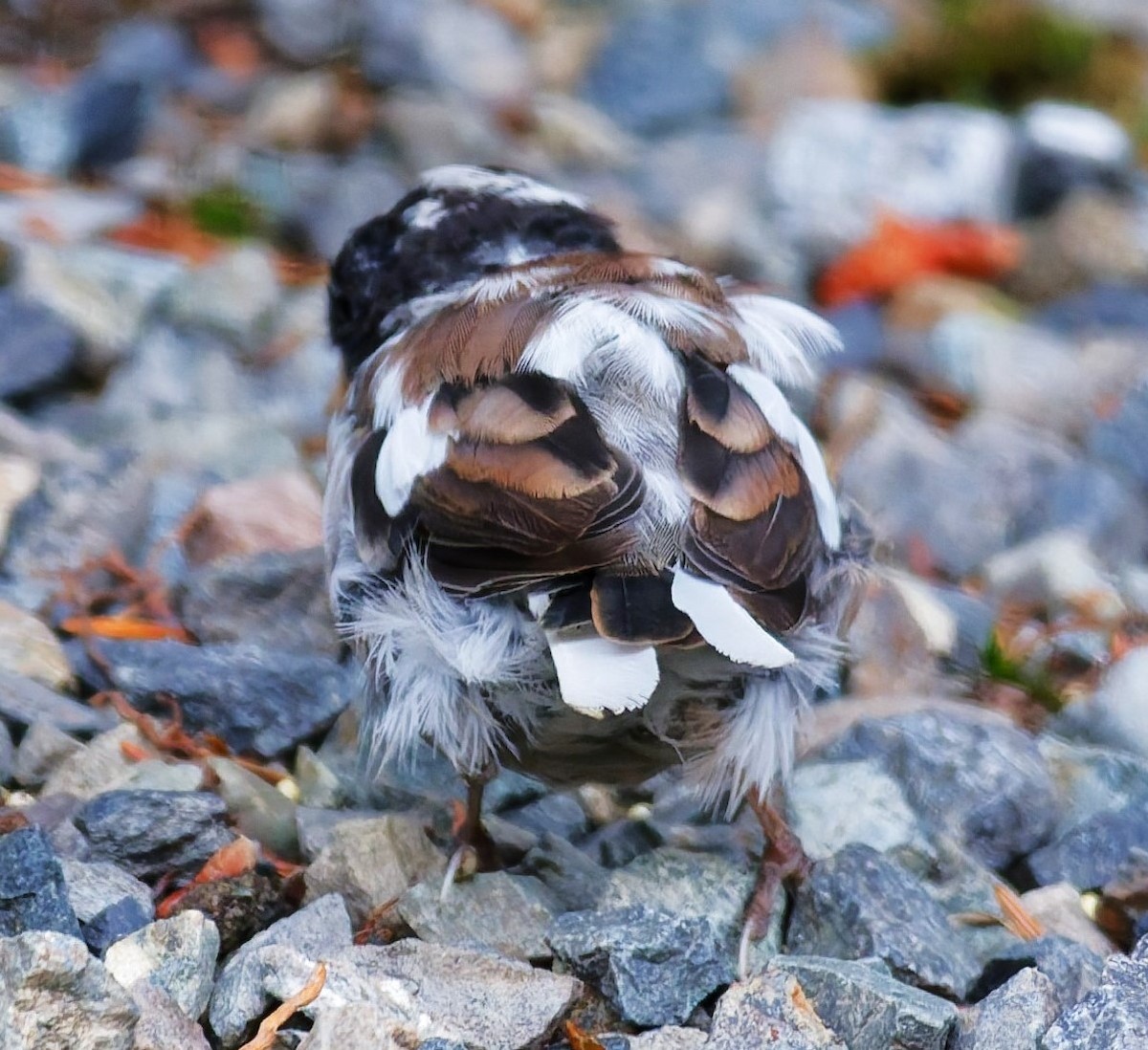 Dark-eyed Junco (Oregon) - ML643439902