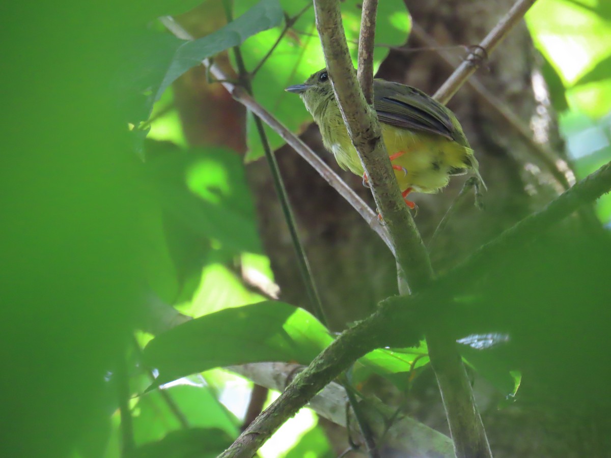 White-collared Manakin - ML643439912