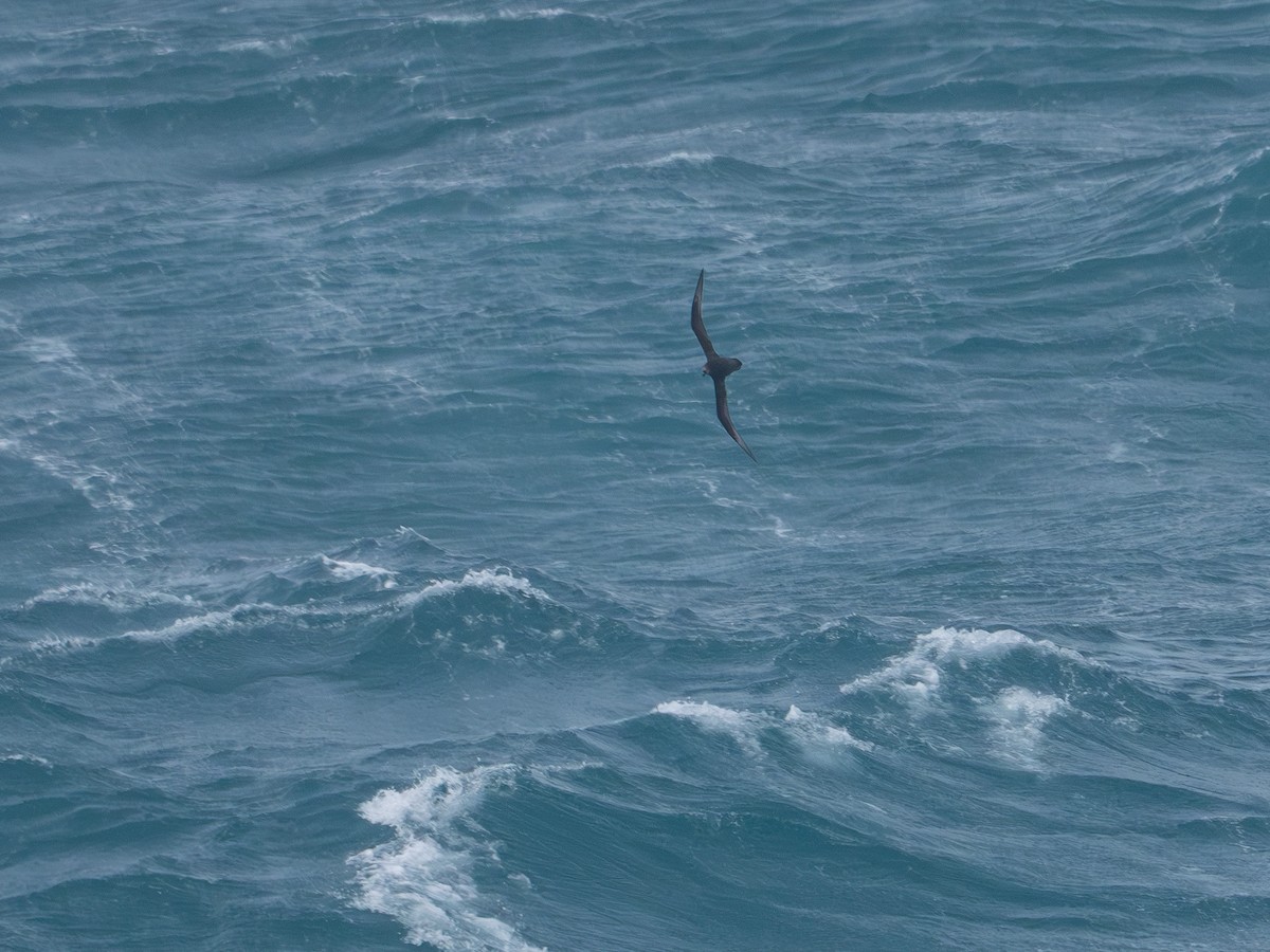 Gray-faced Petrel - ML643439949