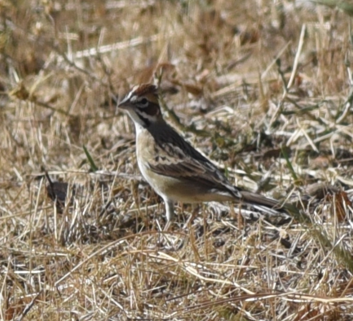 Lark Sparrow - ML643439954
