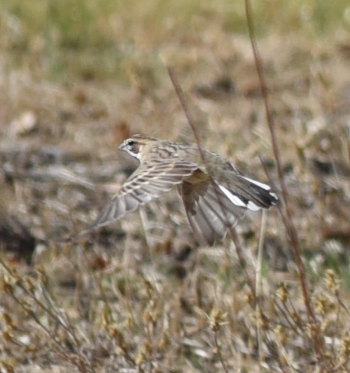 Lark Sparrow - ML643439955