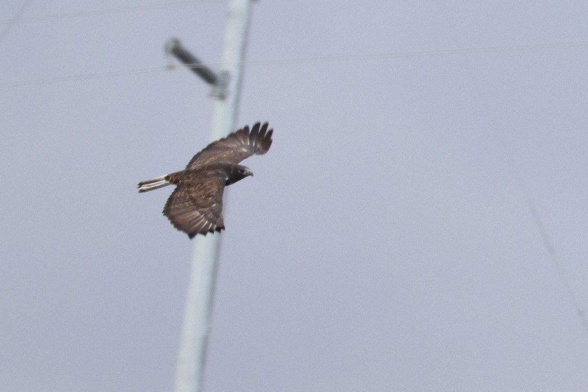 Red-tailed Hawk (Harlan's) - ML643439957
