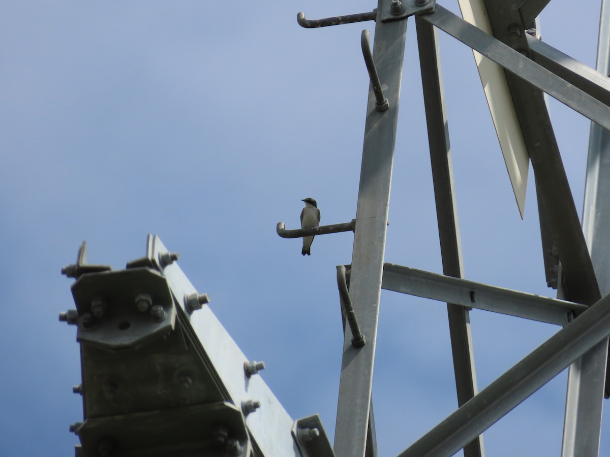 Mangrove Swallow - ML643439962