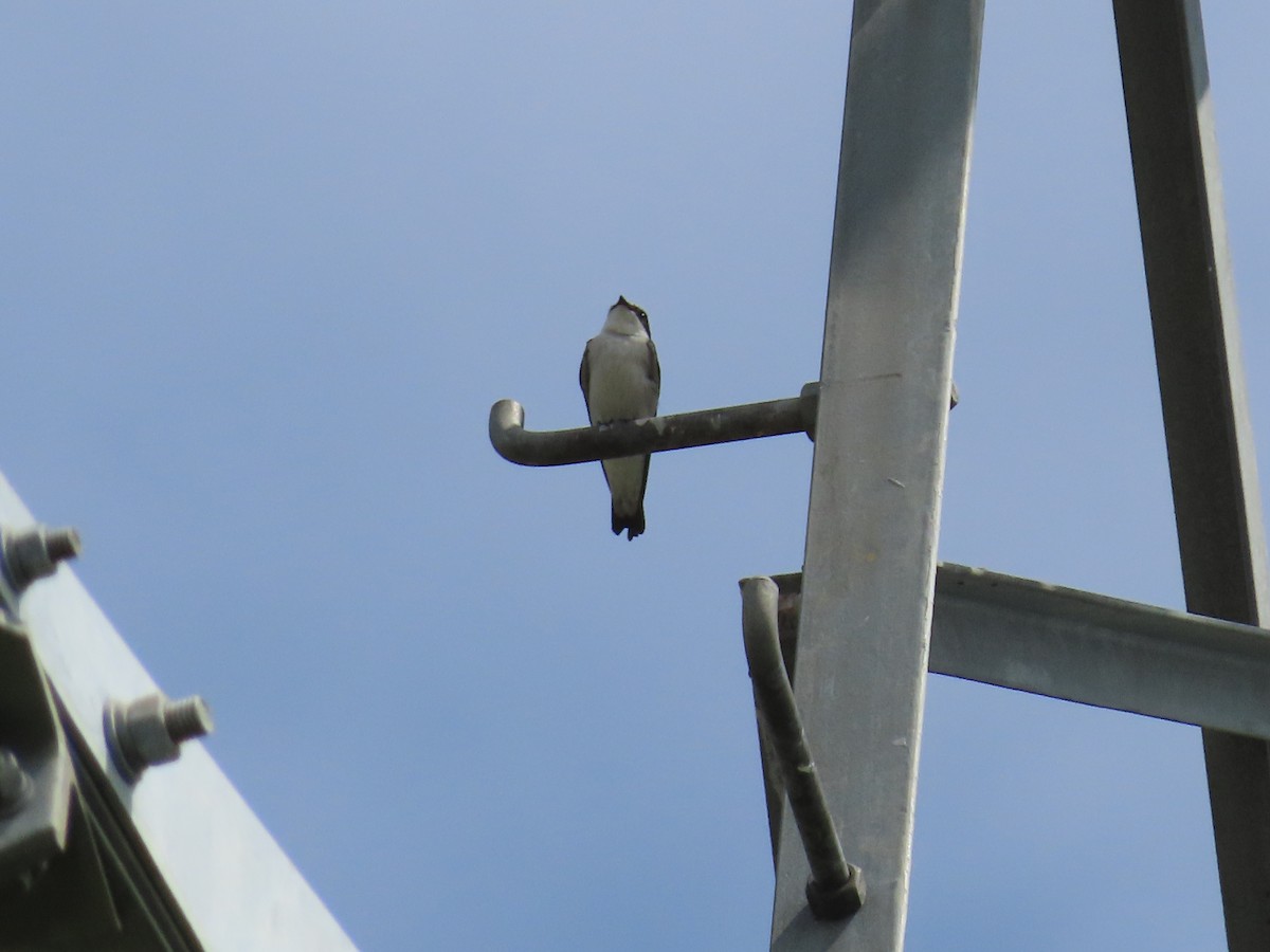 Mangrove Swallow - ML643439966