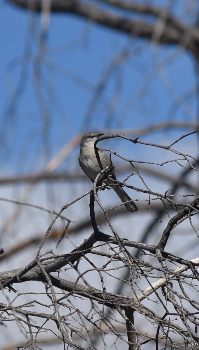 Northern Mockingbird - ML643439968