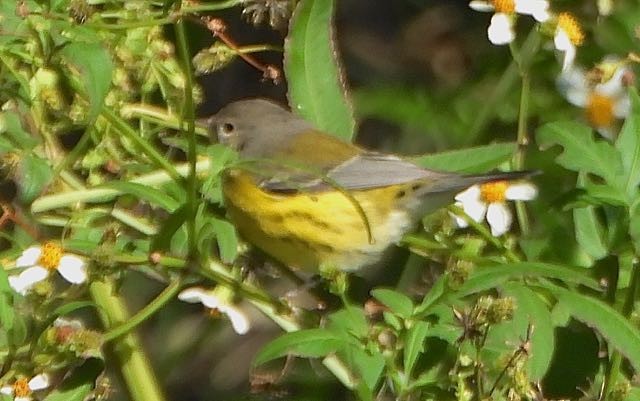 Magnolia Warbler - ML643439984