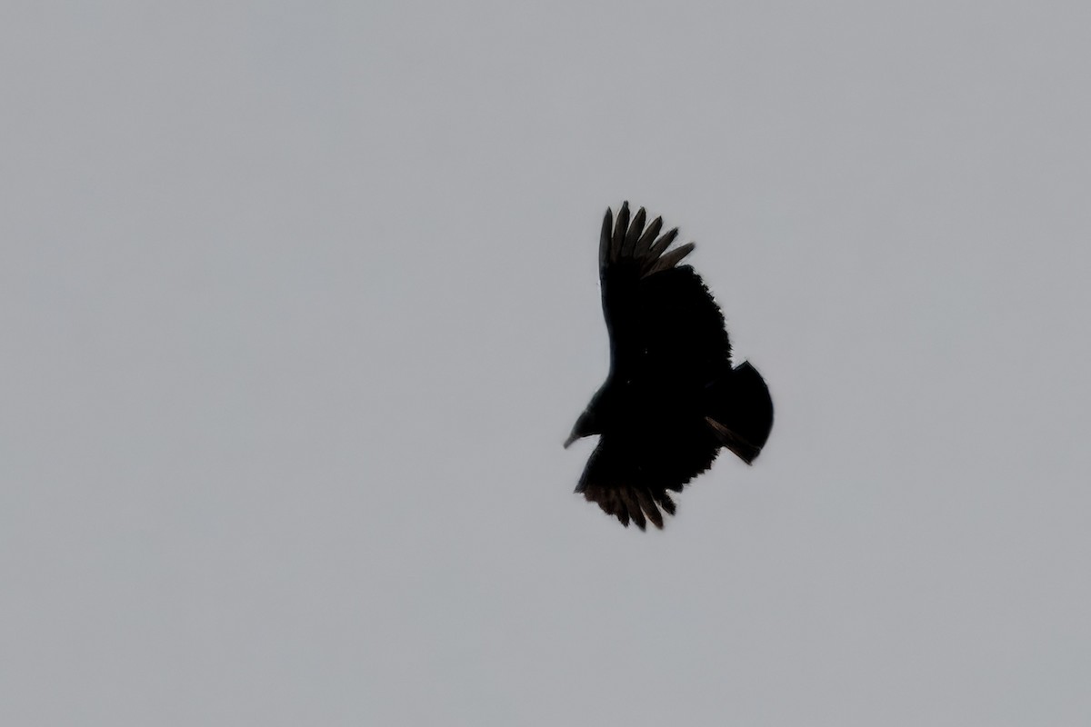 Black Vulture - ML643440006
