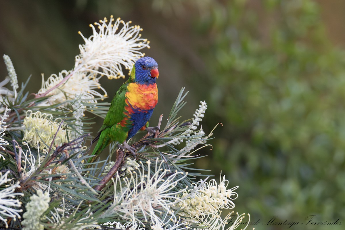 Rainbow Lorikeet - ML643440057